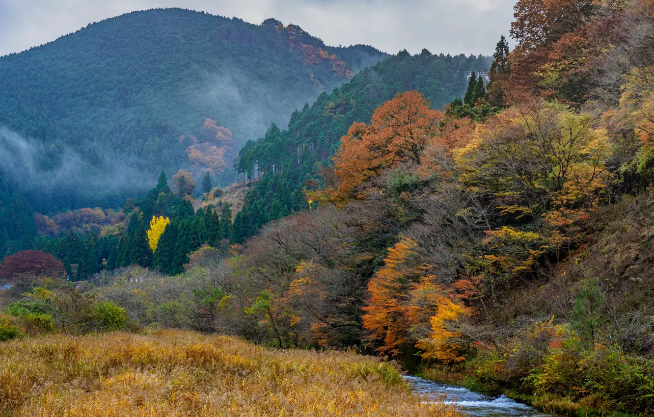 Фото обои осень, лес, деревья, пейзаж, горы, ручей
