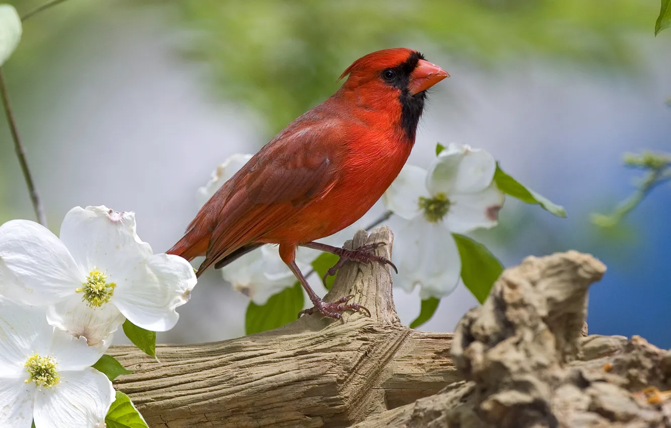 Фото обои цветы, птица, ветка, весна, красная, оперение, кардинал