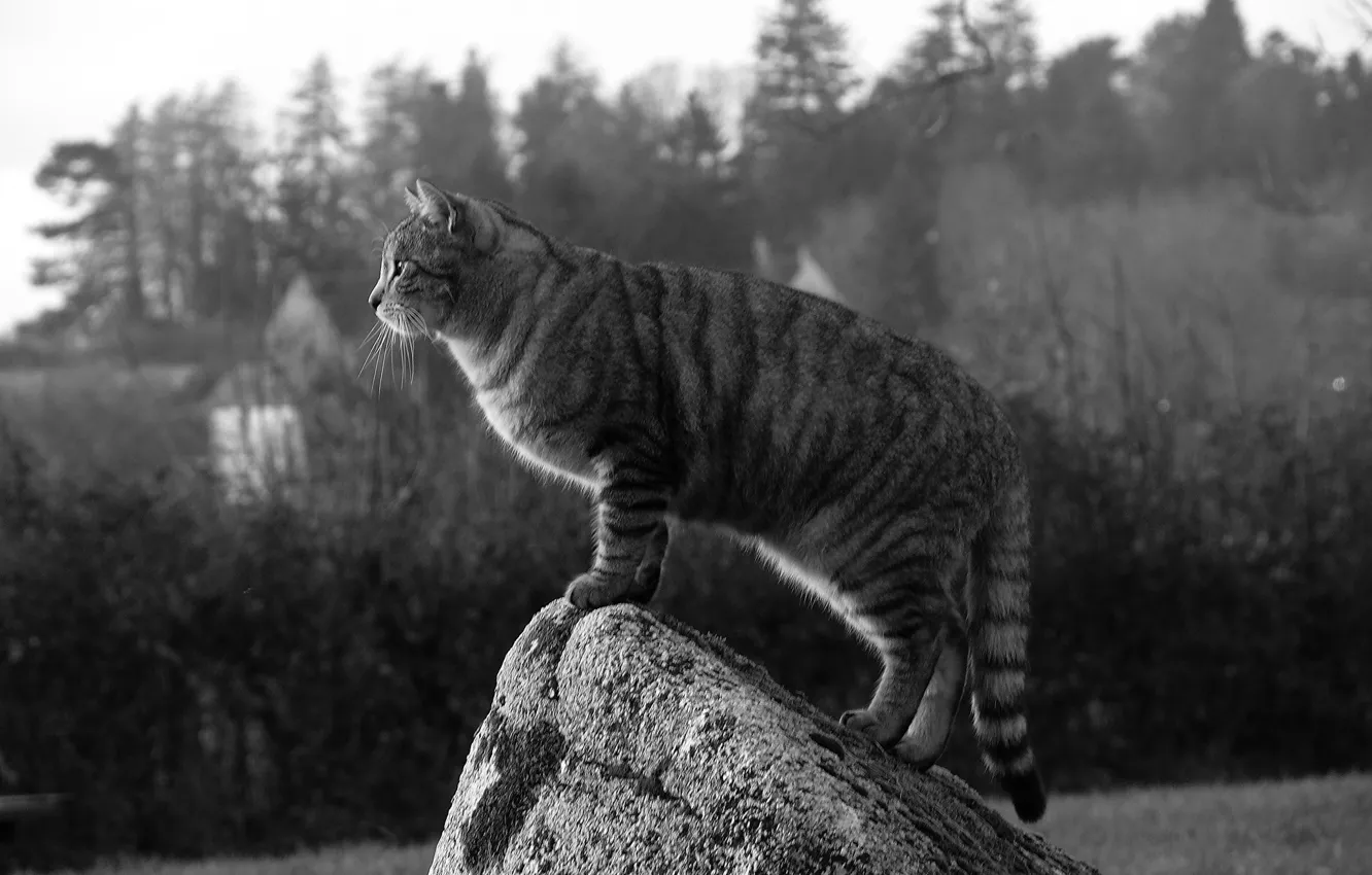 Фото обои кошка, кот, камень, кошак, наблюдение