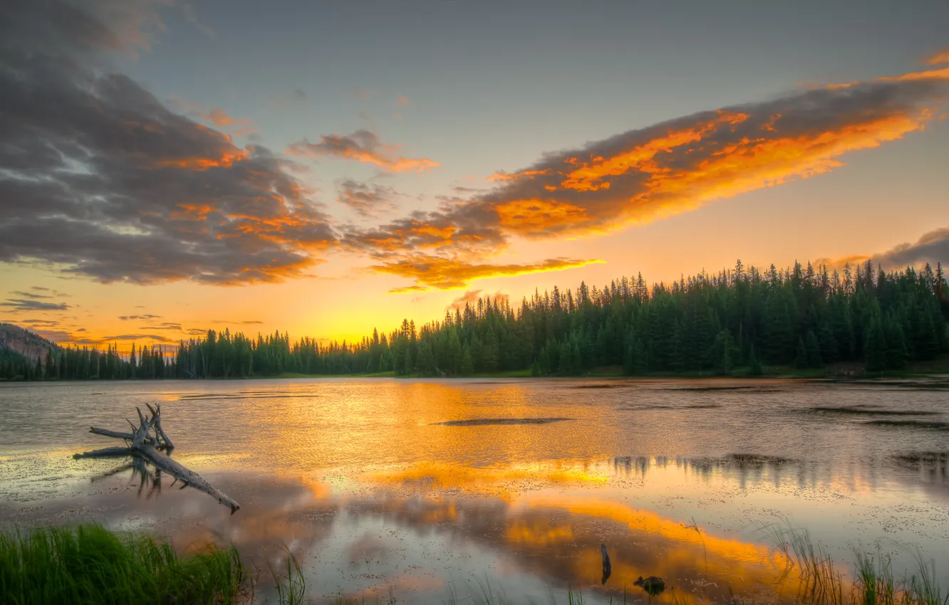 Фото обои лес, небо, вода, облака, свет, деревья, отражение