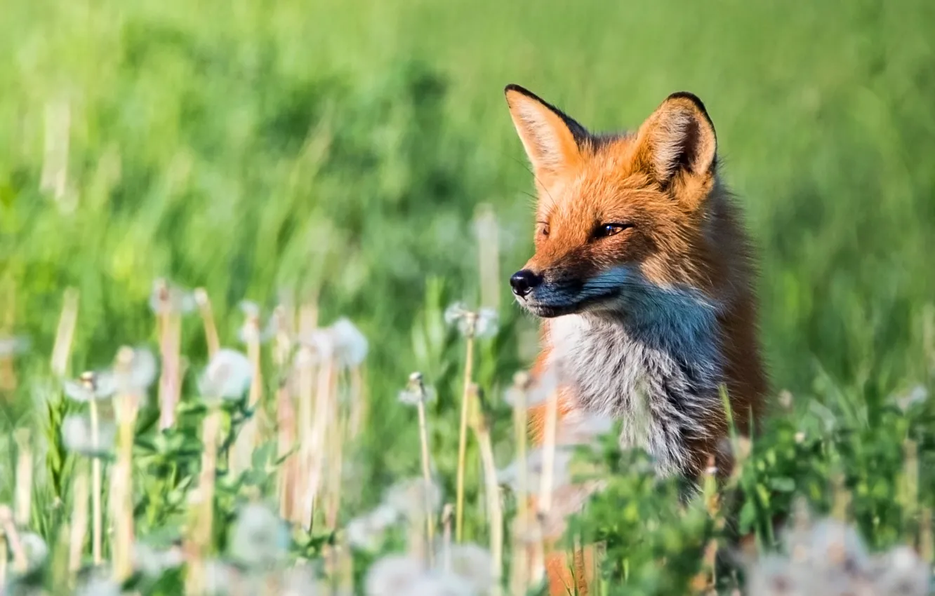 Фото обои трава, взгляд, морда, свет, цветы, одуванчик, поляна, портрет