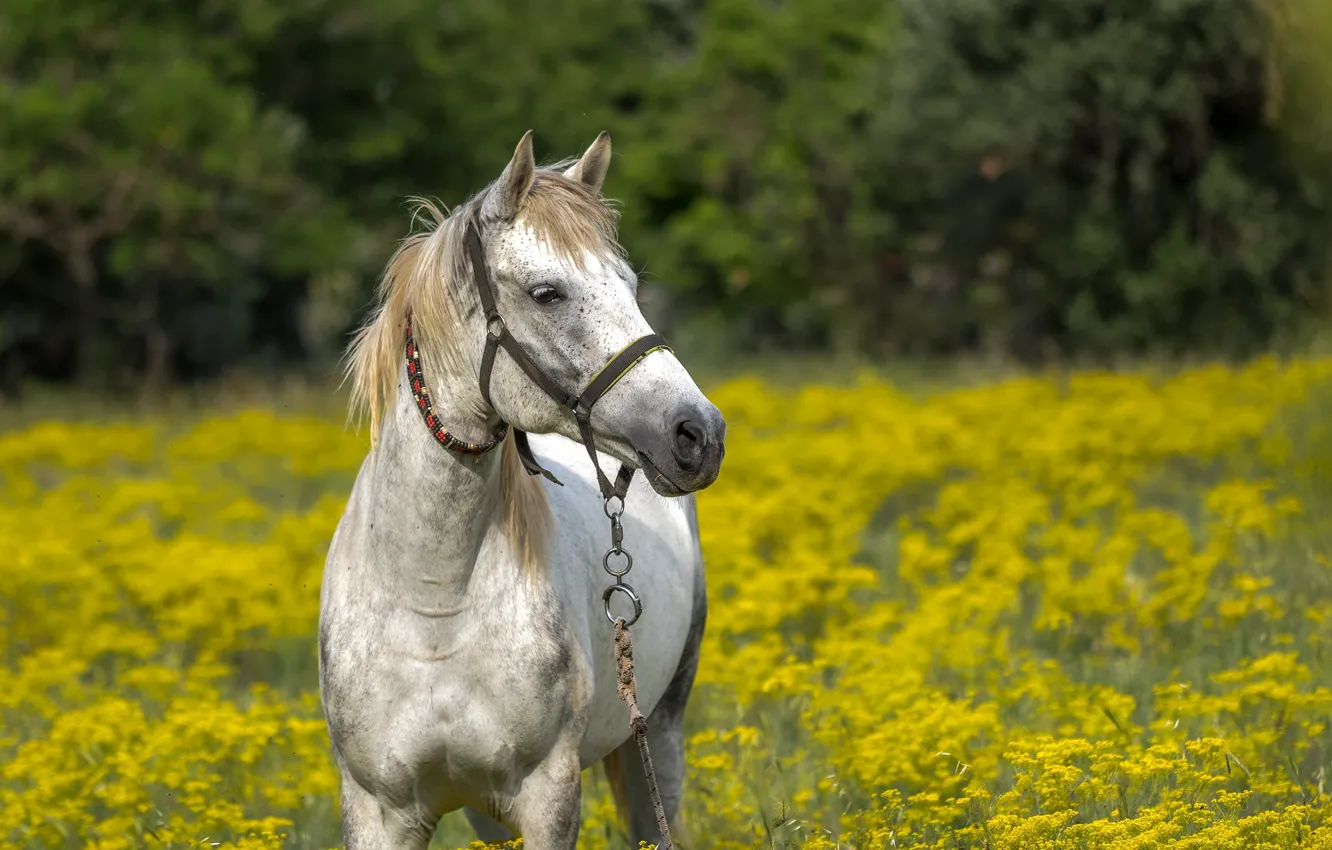 Фото обои поле, цветы, лошадь, Природа