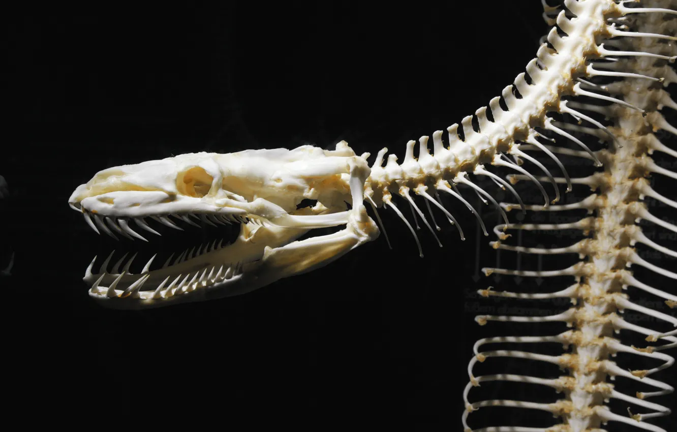Фото обои snake, bones, skeleton