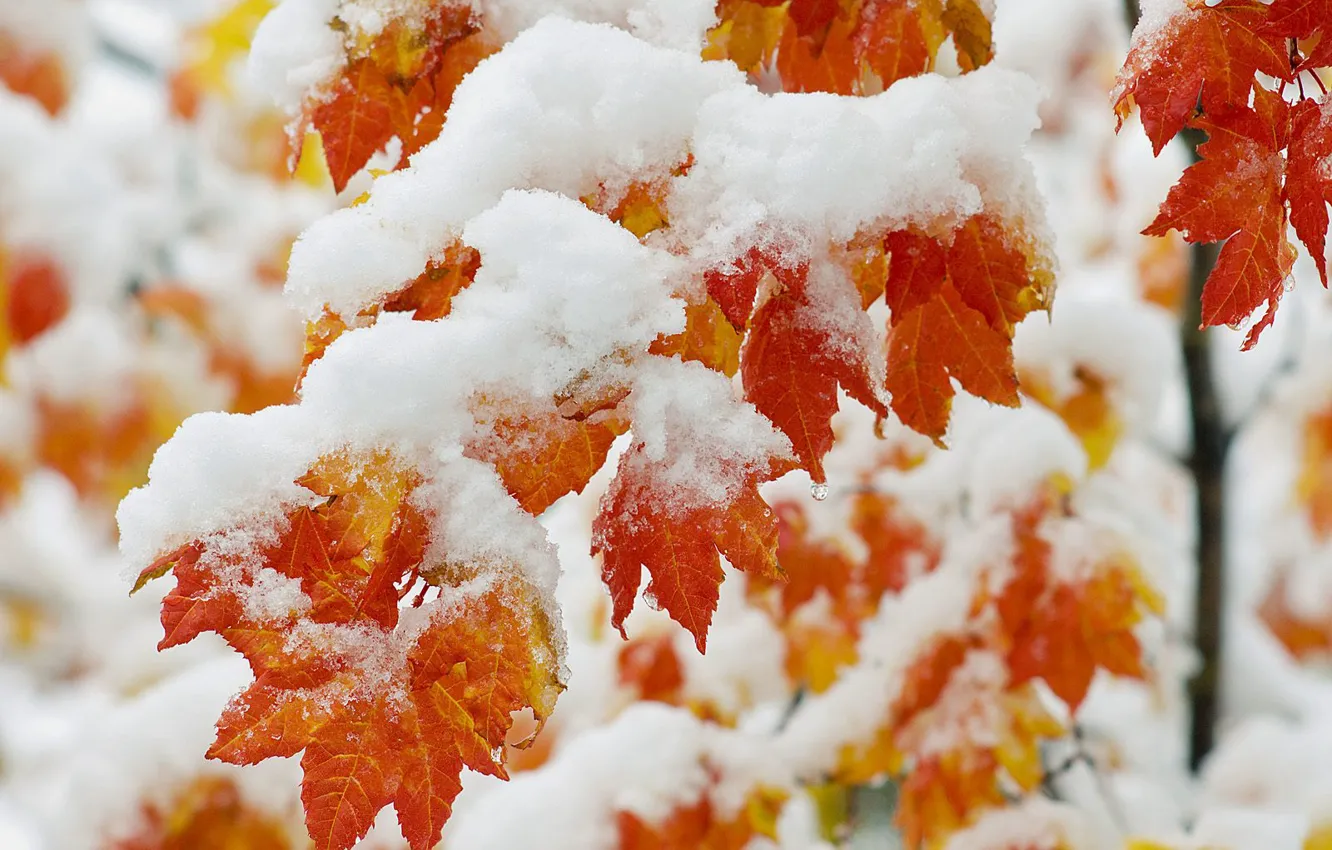 Фото обои иней, листья, снег, дерево, клен
