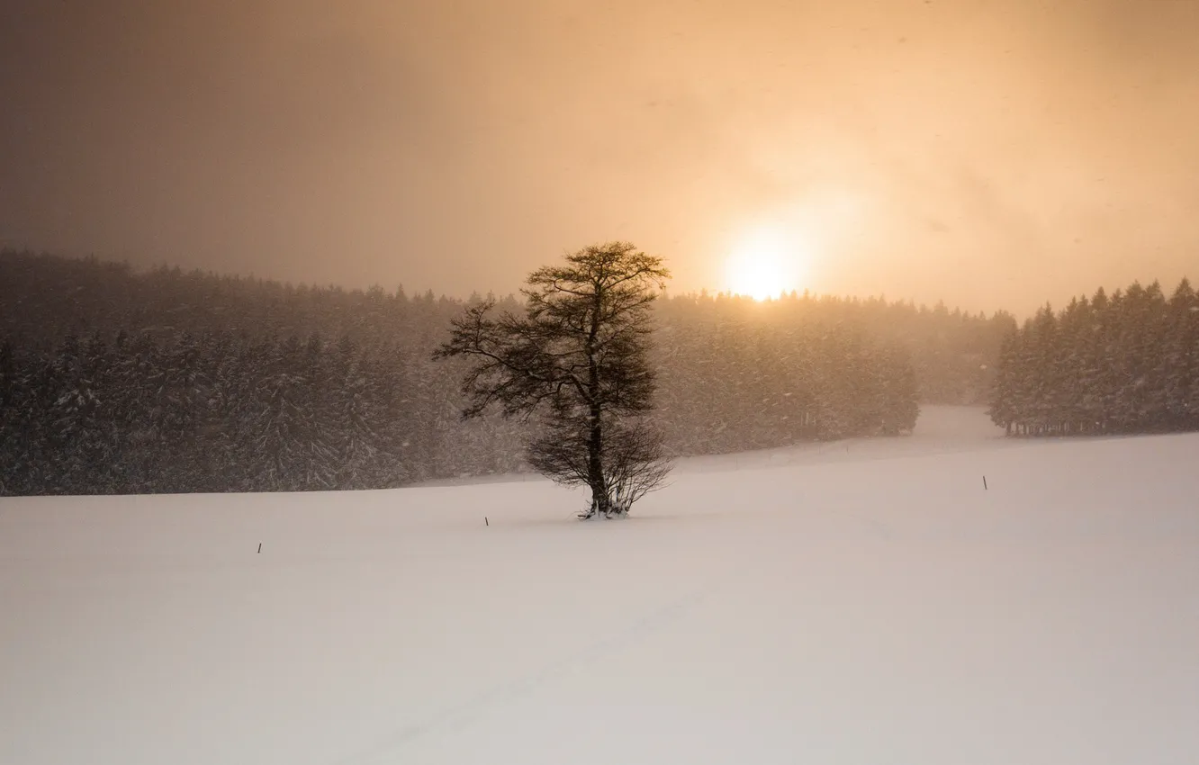 Фото обои зима, поле, снег, закат, дерево, метель