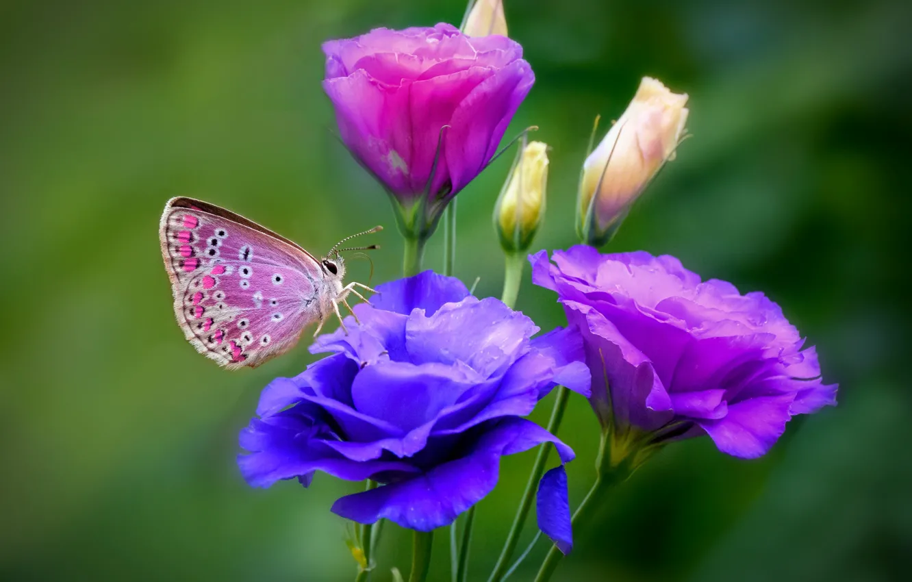 Фото обои лето, цветы, бабочка