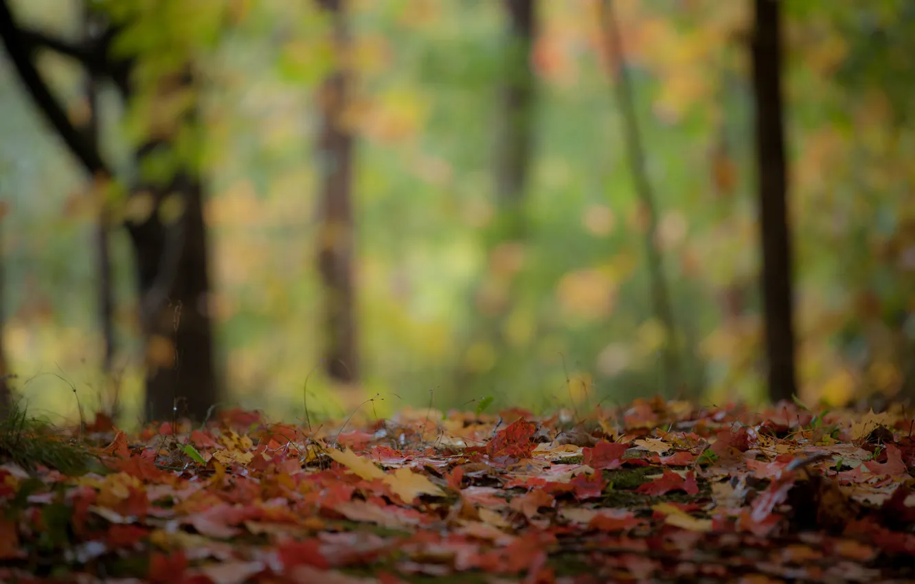 Фото обои осень, лес, макро, листва
