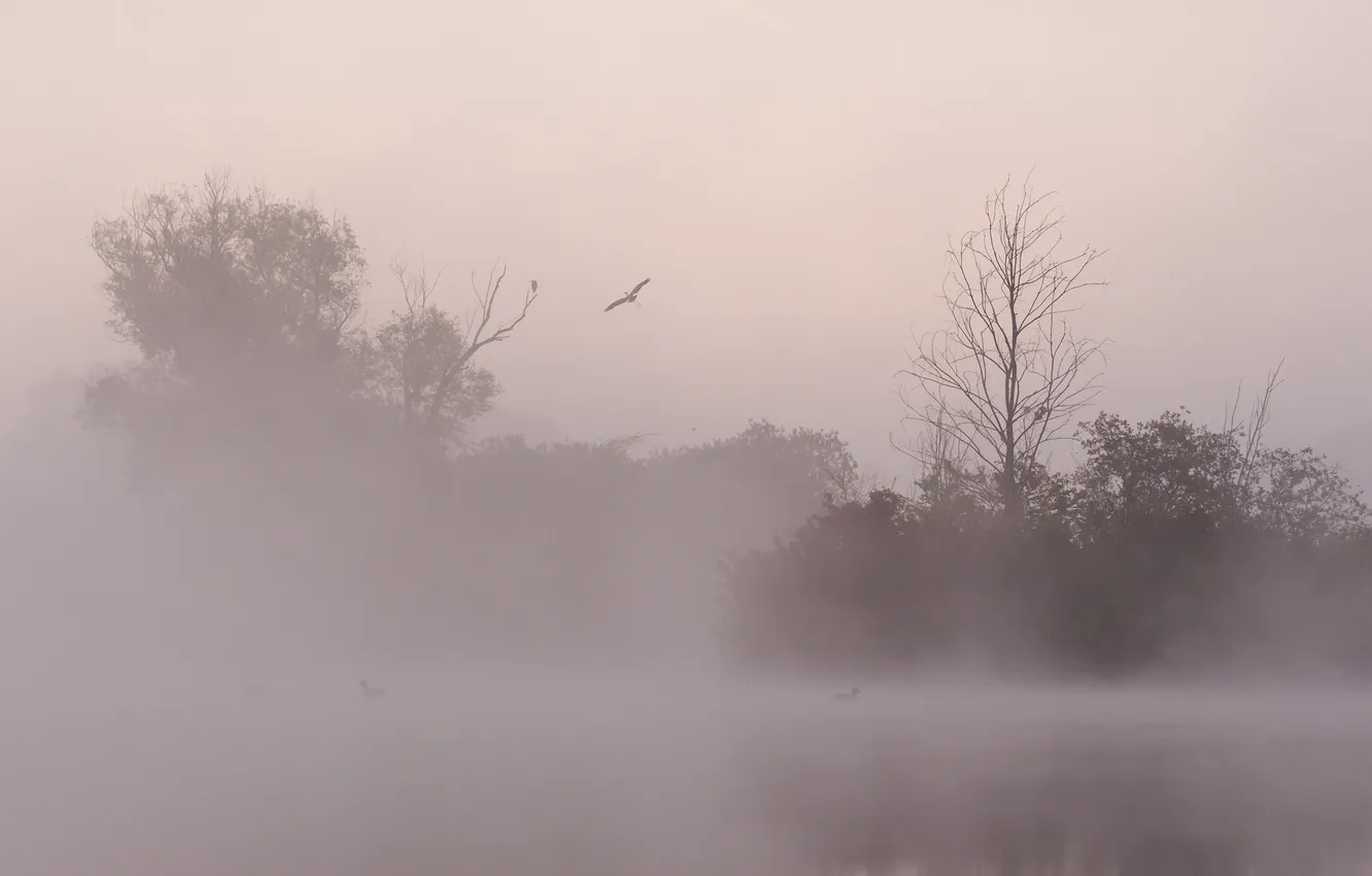 Фото обои птицы, ночь, природа, туман, озеро