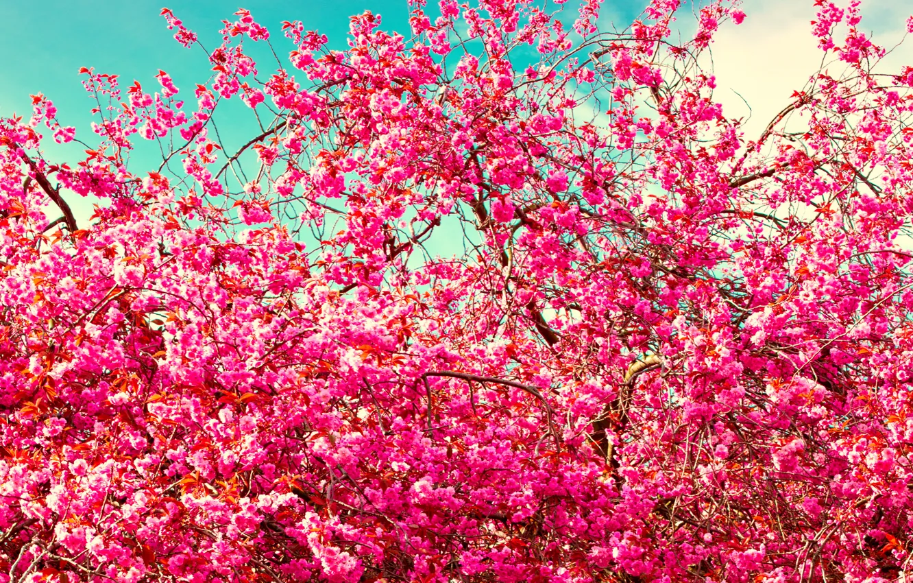 Фото обои Цветы, Ветки, Розовый, Цветущие деревья