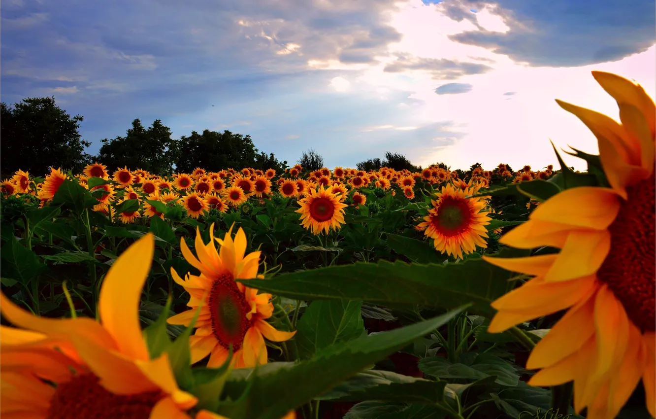 Фото обои Закат, Поле, Лето, Подсолнухи, Sunset, Summer, Field, Sunflowers