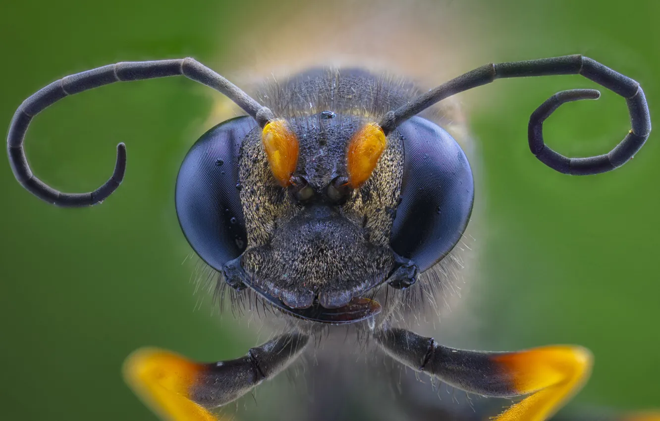 Фото обои макро, насекомое, Hornet