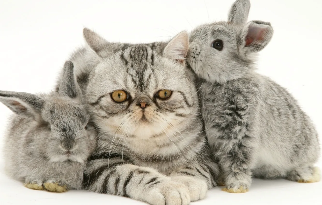 Фото обои котенок, кролики, серые