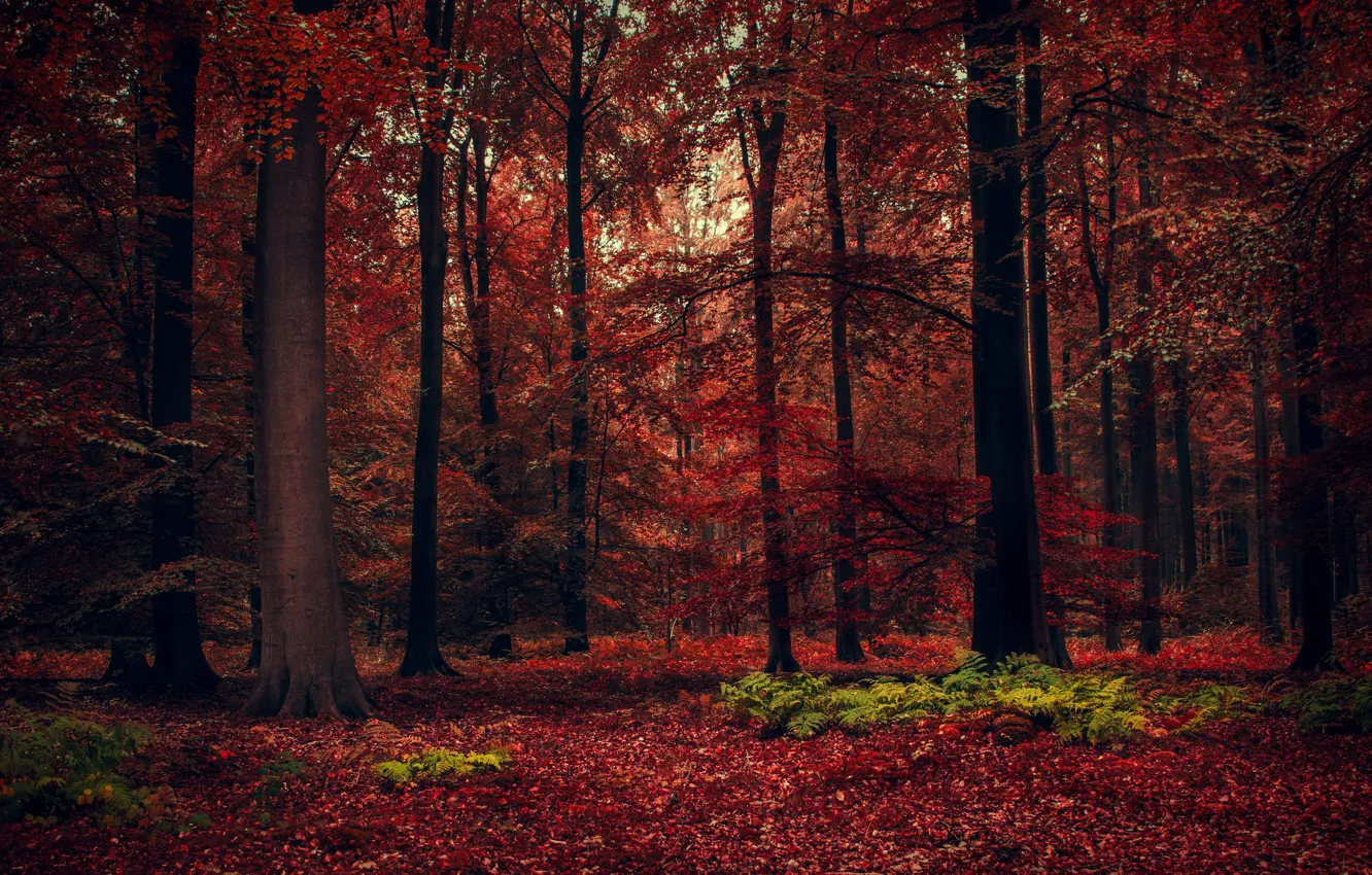 Фото обои осень, лес, деревья, красота