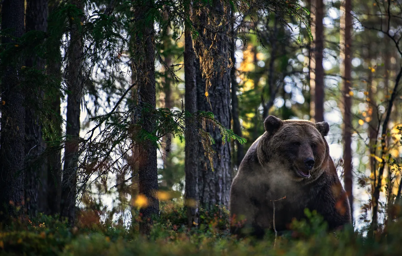 Фото обои лес, медведь, зверь, топтыгин