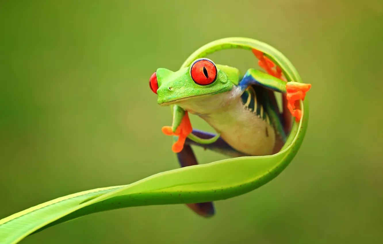 Фото обои глаза, природа, фон, цвет, лягушка, лапки, зеленая, animals