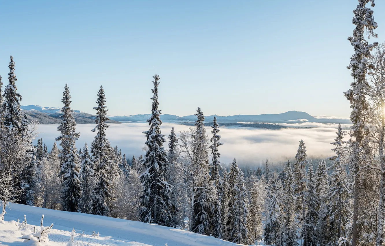 Фото обои зима, лес, снег, деревья, Норвегия, панорама, Norway, Бускеруд