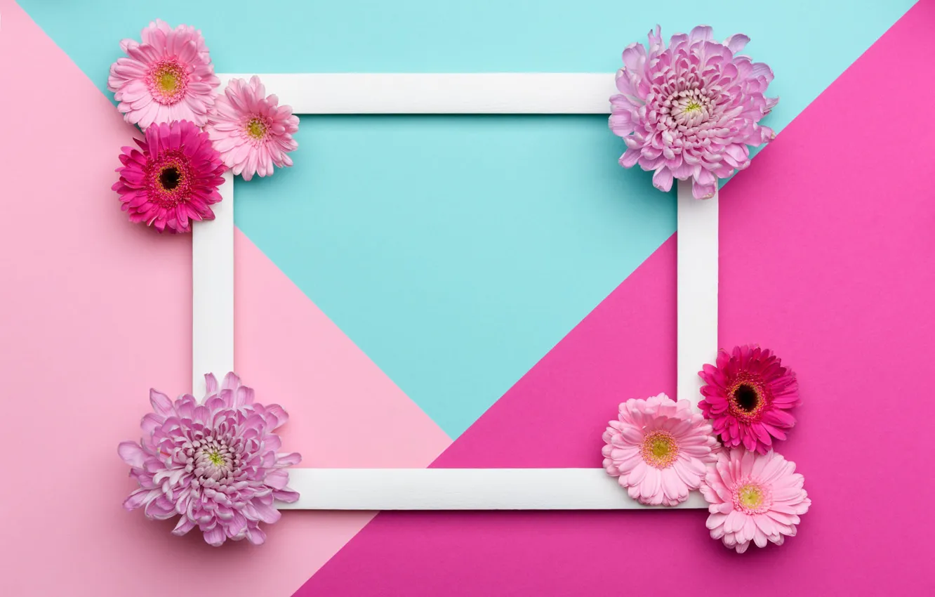 Фото обои линии, цветы, фон, розовый, праздник, голубой, треугольники, цвет