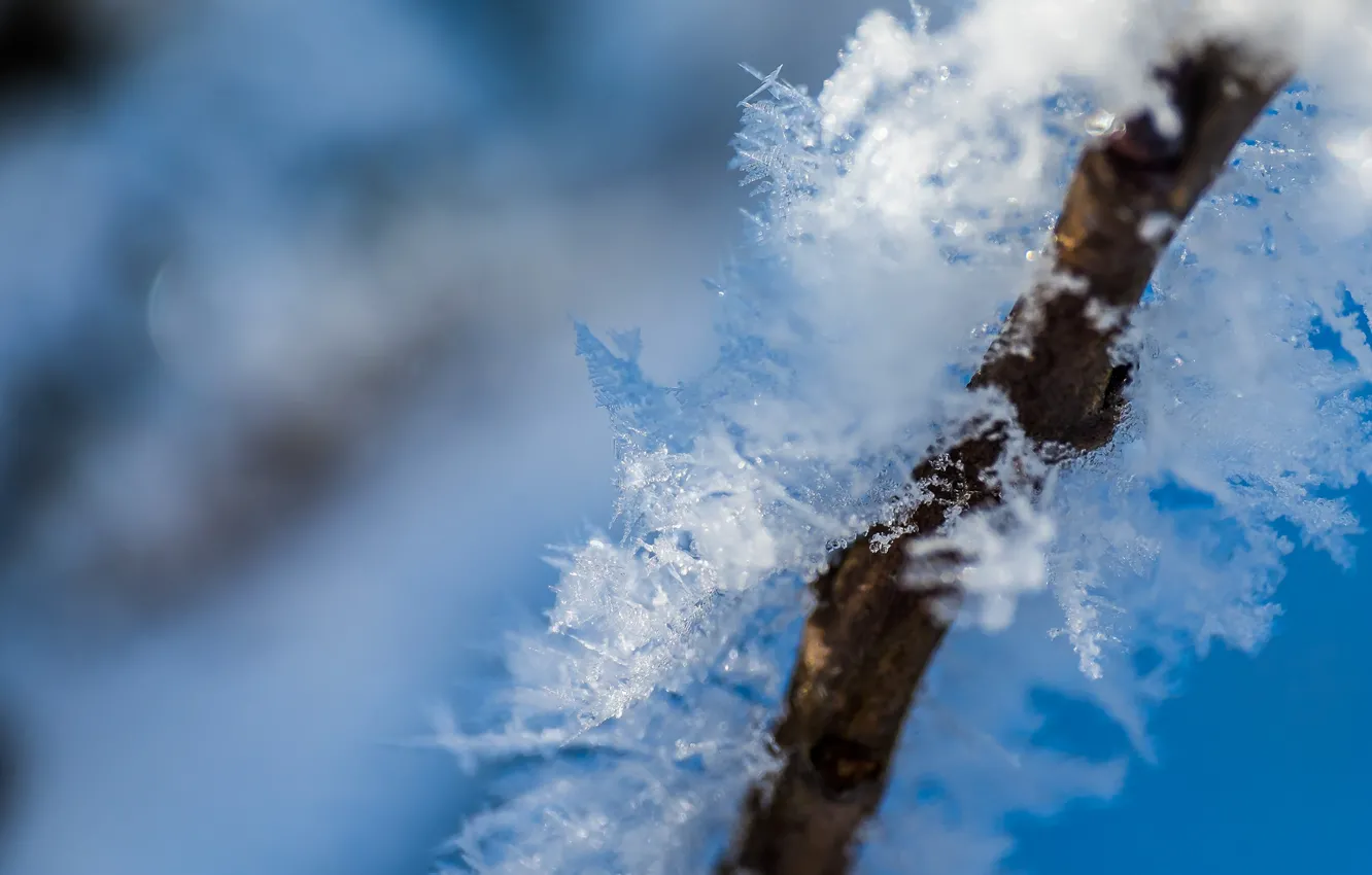 Фото обои зима, макро, снег, природа, фон, ветка