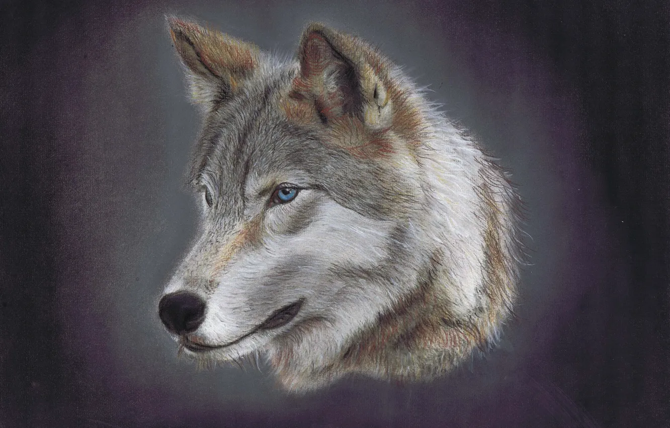 Фото обои волк, портрет, хищник