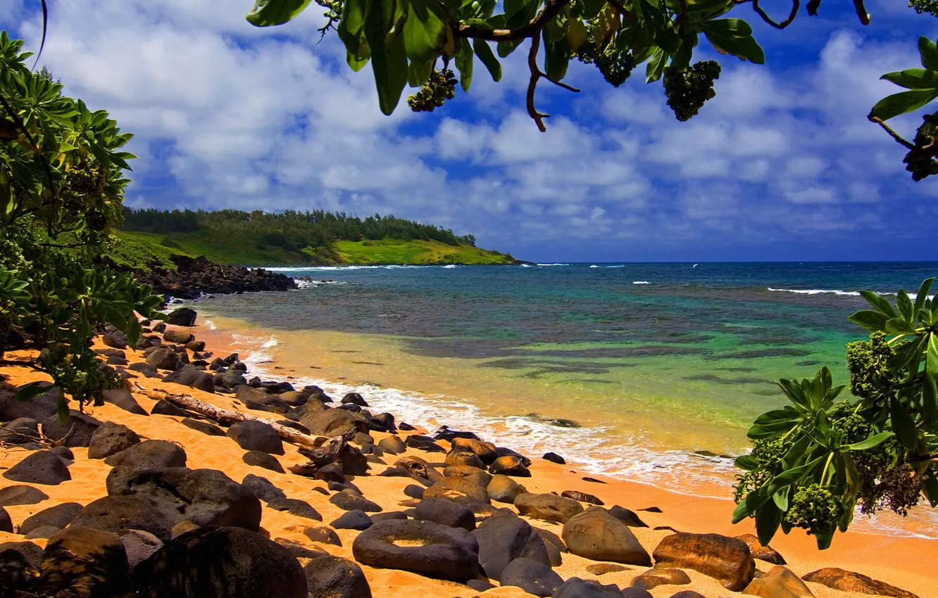 Фото обои Hawaii, Kauai, Moloaa, Beach Shade