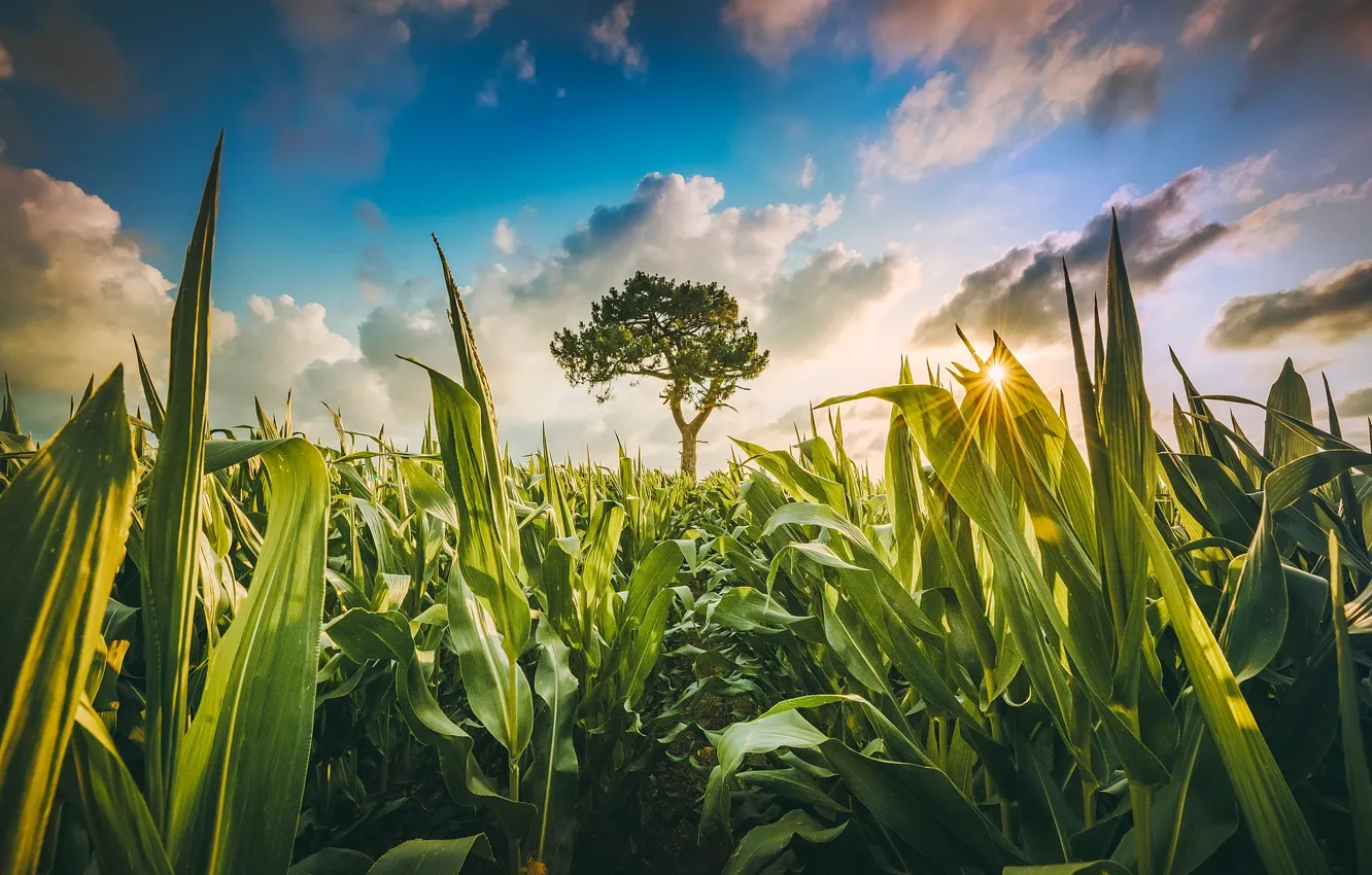 Фото обои зелень, поле, небо, солнце, облака, дерево, кукуруза