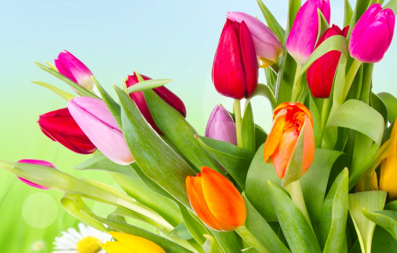 Фото обои цветы, яркие, красота, лепестки, тюльпаны, красные, red, розовые