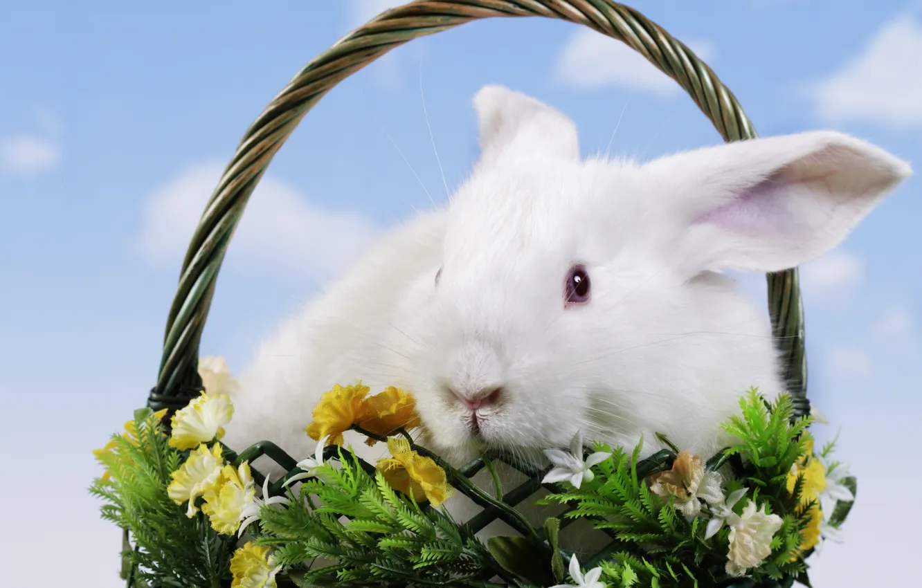Фото обои цветы, корзина, кролик, пасха, easter