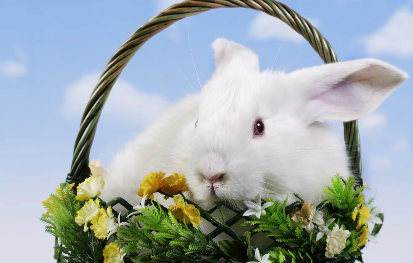 Фото обои цветы, корзина, кролик, Пасха, Easter