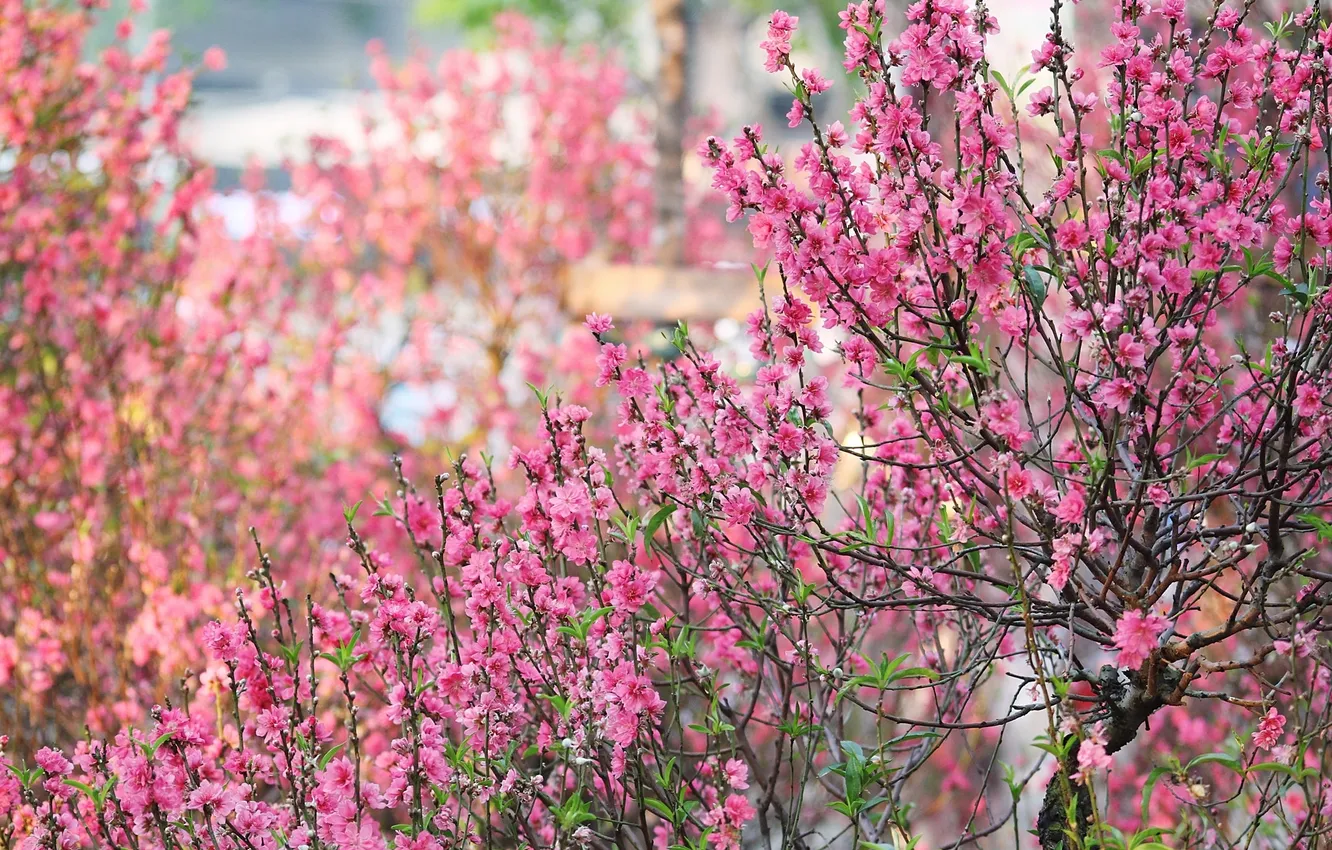 Фото обои ветки, розовый, весна, цветение