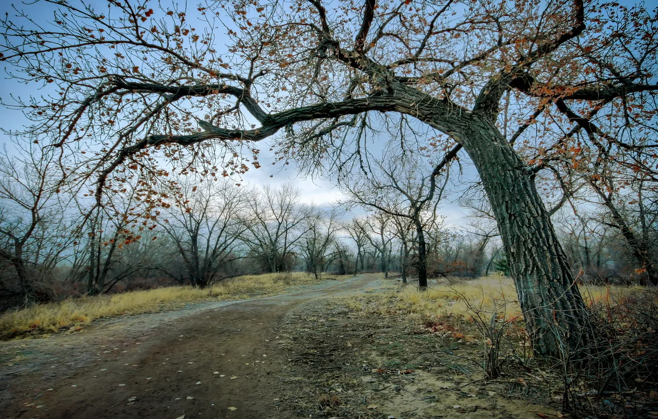 Фото обои Winter, Colorado, Cottonwood Trees, Riverside Park