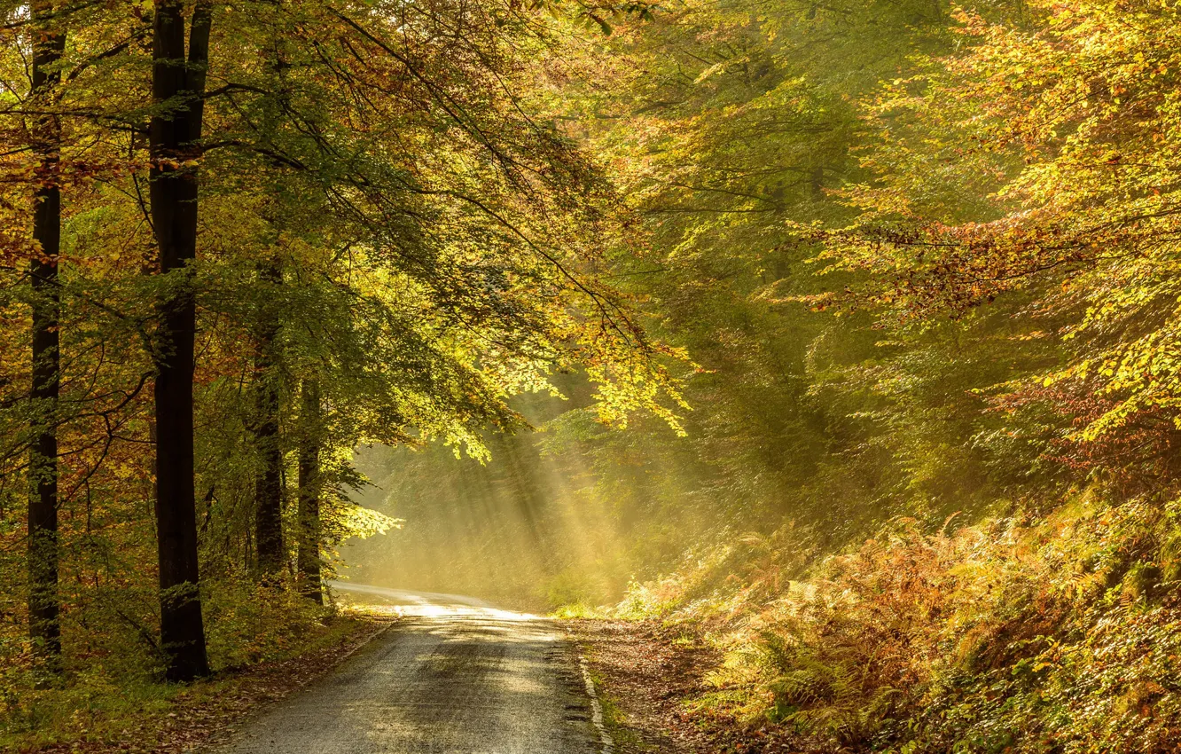 Фото обои дорога, осень, Бельгия, Арденны