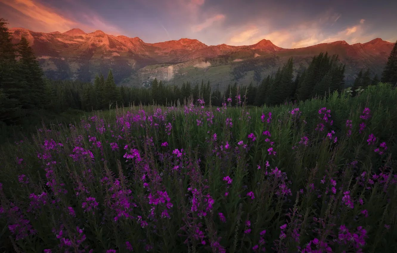 Фото обои поле, лето, цветы, иван-чай