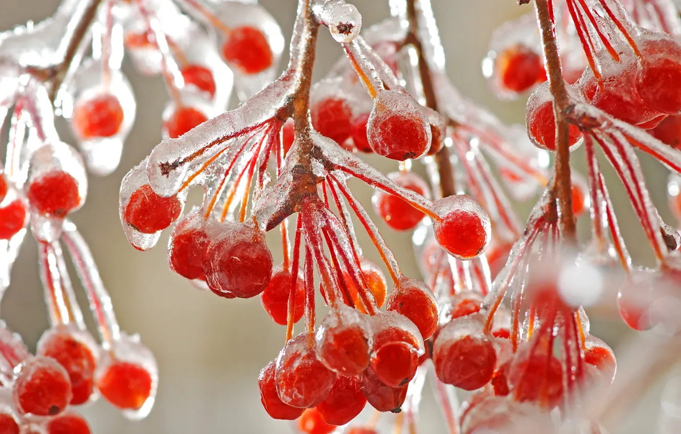 Фото обои зима, макро, ветки, ягоды, лёд, мороз, красные, холодно