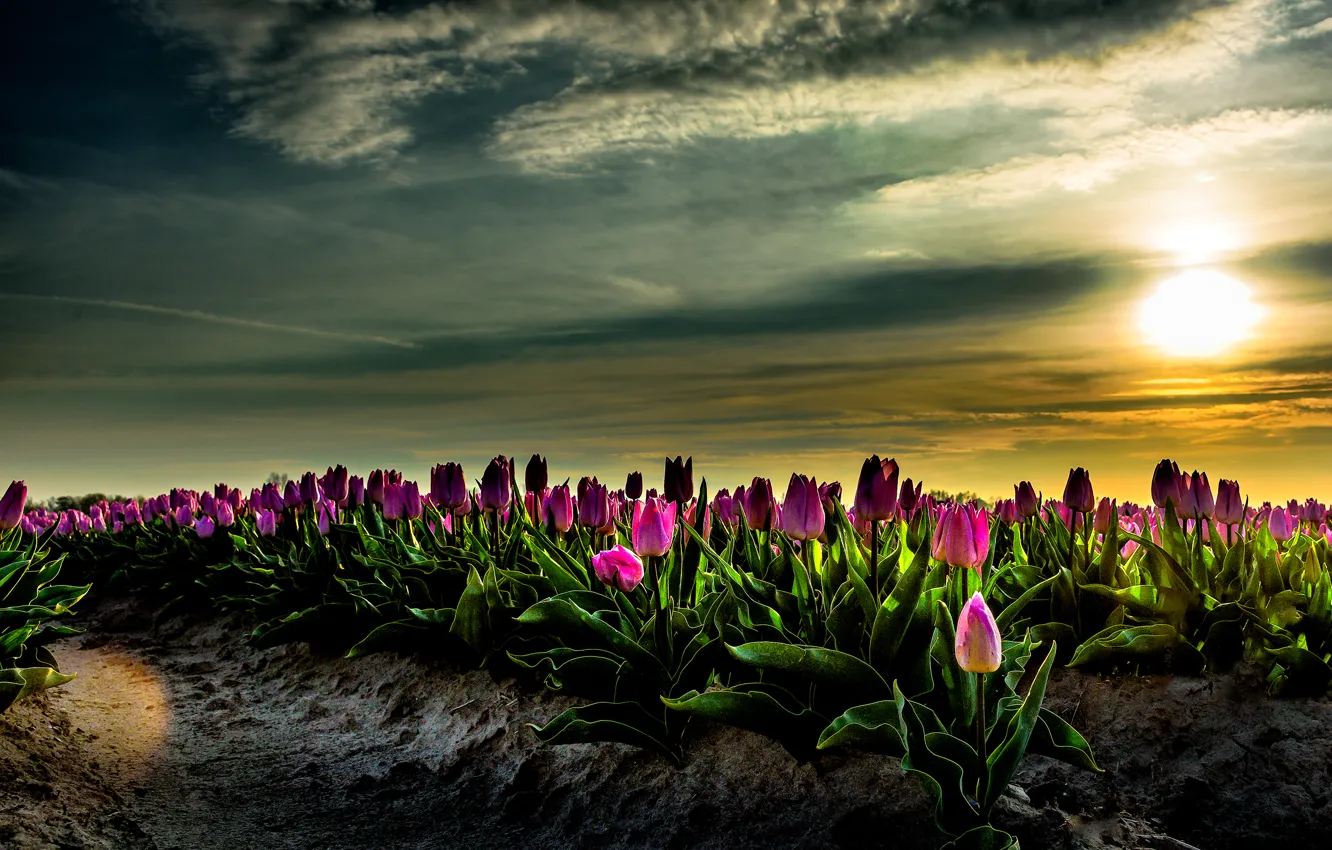 Фото обои поле, небо, солнце, рассвет, тюльпаны, Нидерланды
