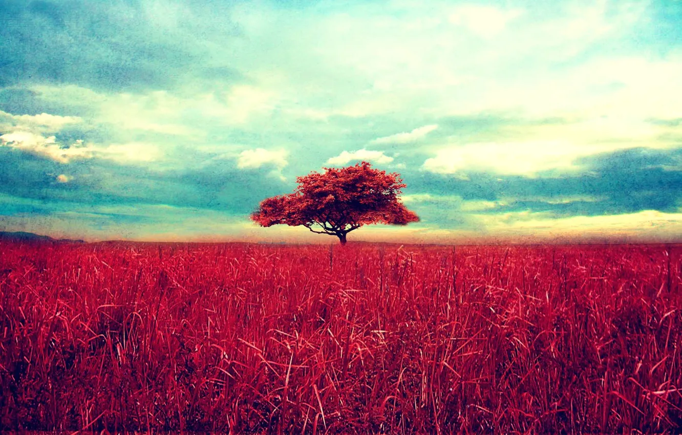 Фото обои небо, трава, облака, пейзаж, природа, дерево, grass, sky