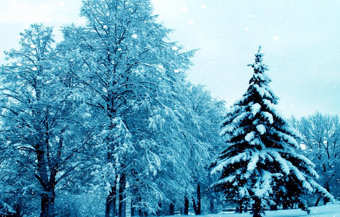 Фото обои зима, снег, деревья, природа, красиво, ёлка, 2015