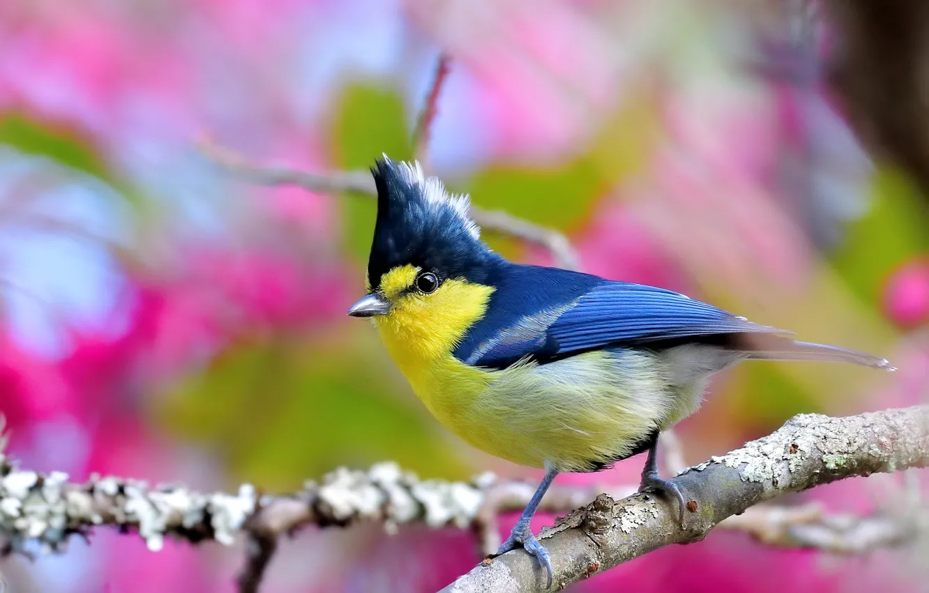 Фото обои ветки, птица, боке, синица, Тайваньская жёлтая синица