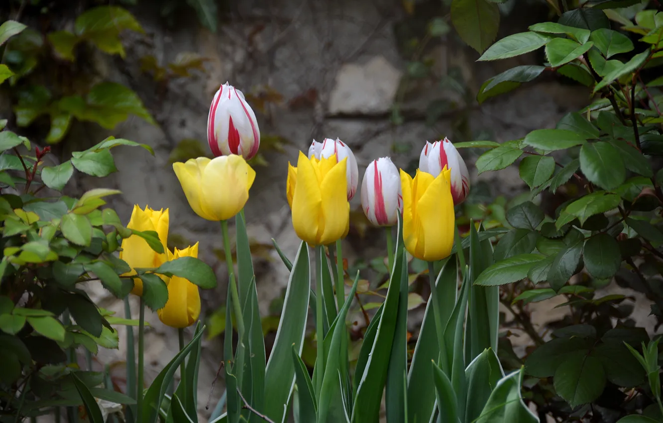 Фото обои Весна, Тюльпаны, Spring, Tulips