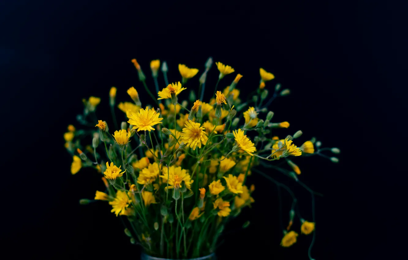Фото обои цветы, природа, ромашка, полевые цветы, красивые цветы, желтые цветы, желтые цветочки, полевая ромашка