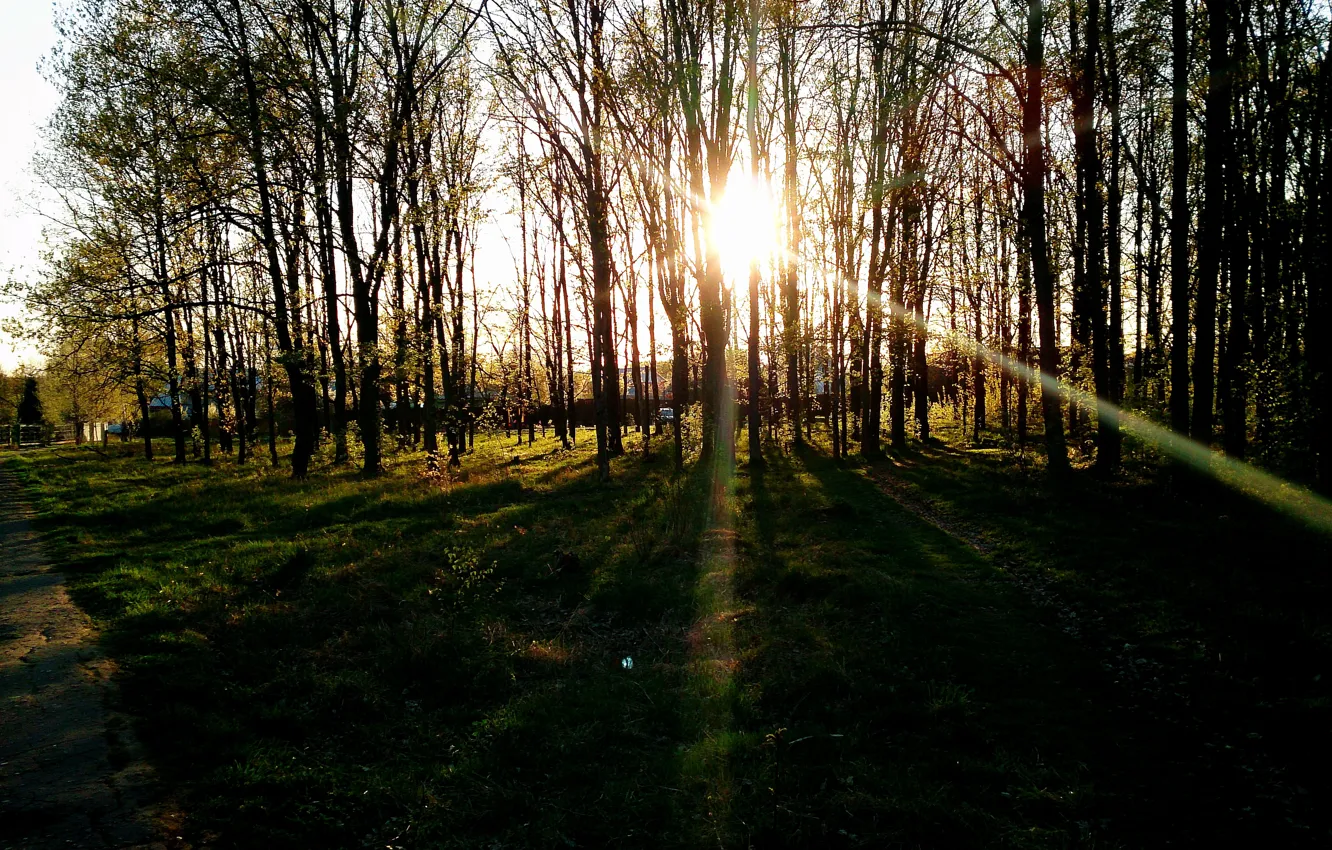 Фото обои лес, солнце, закат
