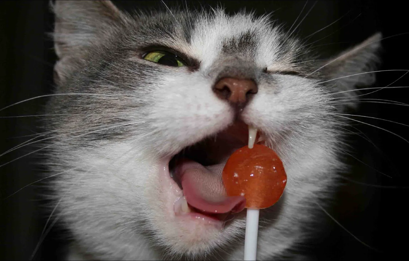 Фото обои food, cat, oops, funny, Animals