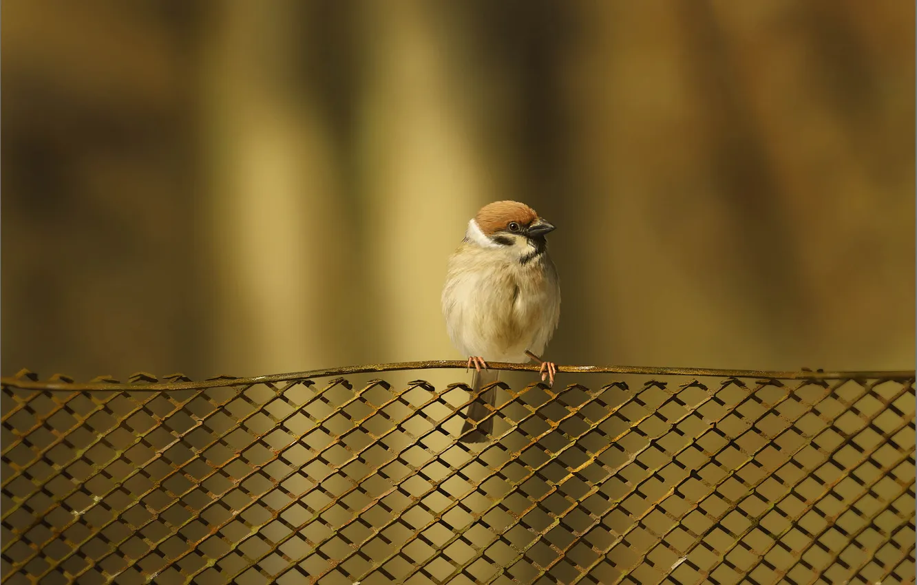 Фото обои птица, забор, решетка, арт, воробей