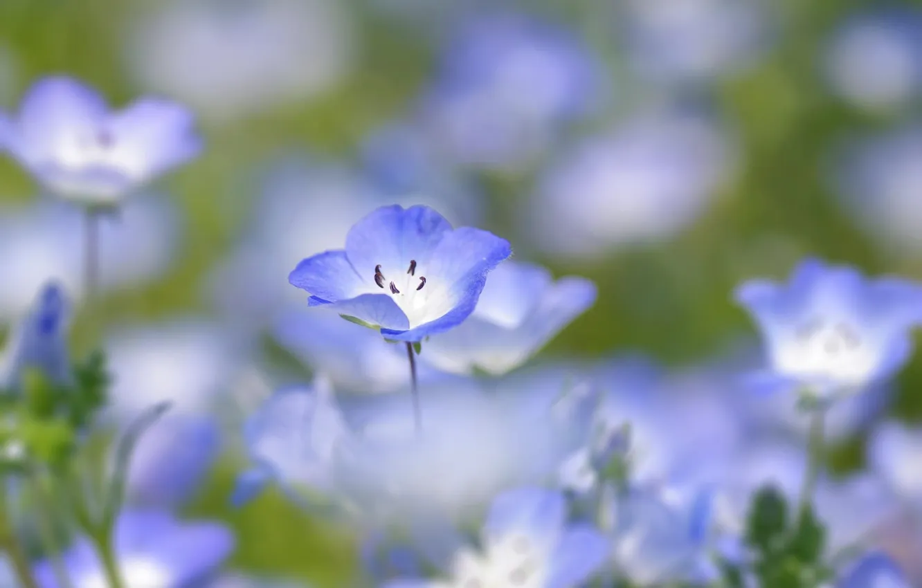 Фото обои flower, blue, macro