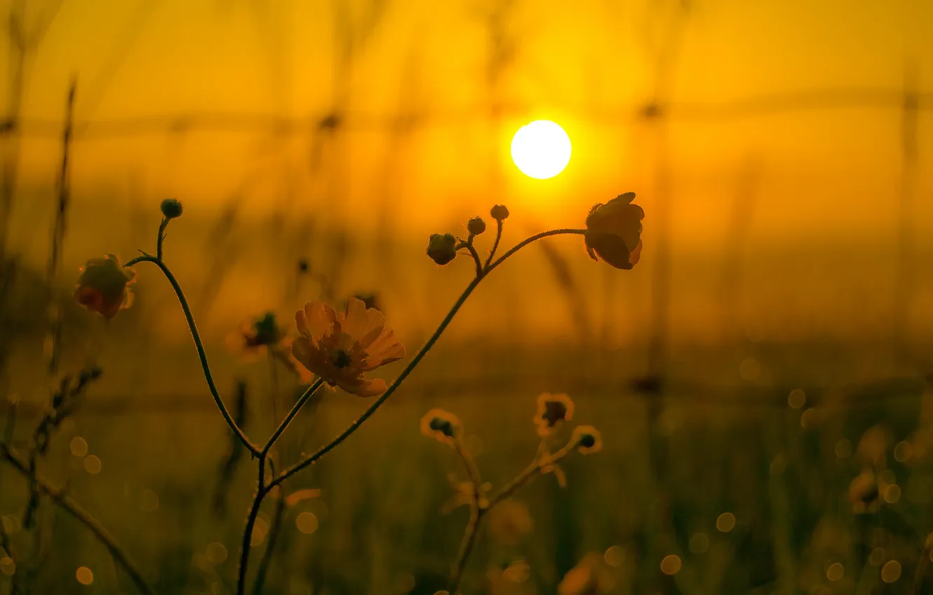 Фото обои цветок, небо, солнце, макро, закат, растение