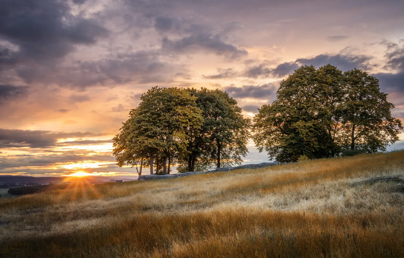 Фото обои поле, пейзаж, закат