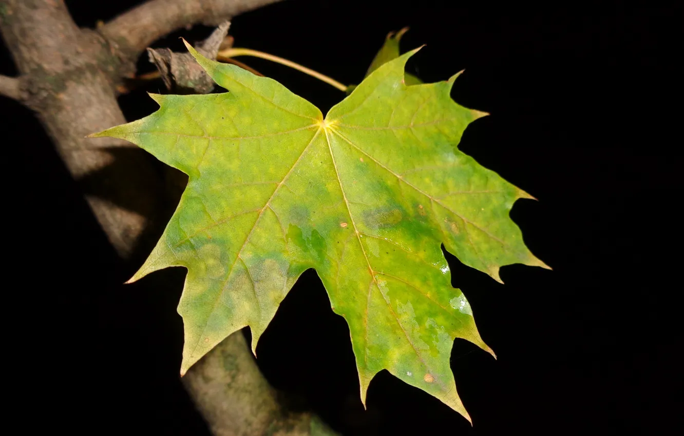 Фото обои осень, ночь, роса, кленовый лист, красота в простоте, авторское фото Елена Аникина