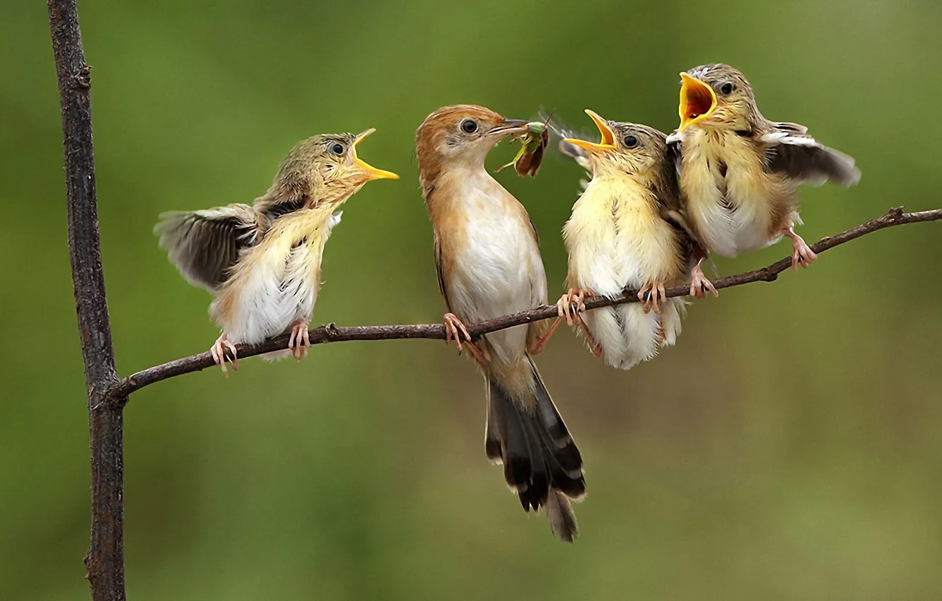 Фото обои птицы, природа, дети, муха, дерево, еда, крылья, ветка