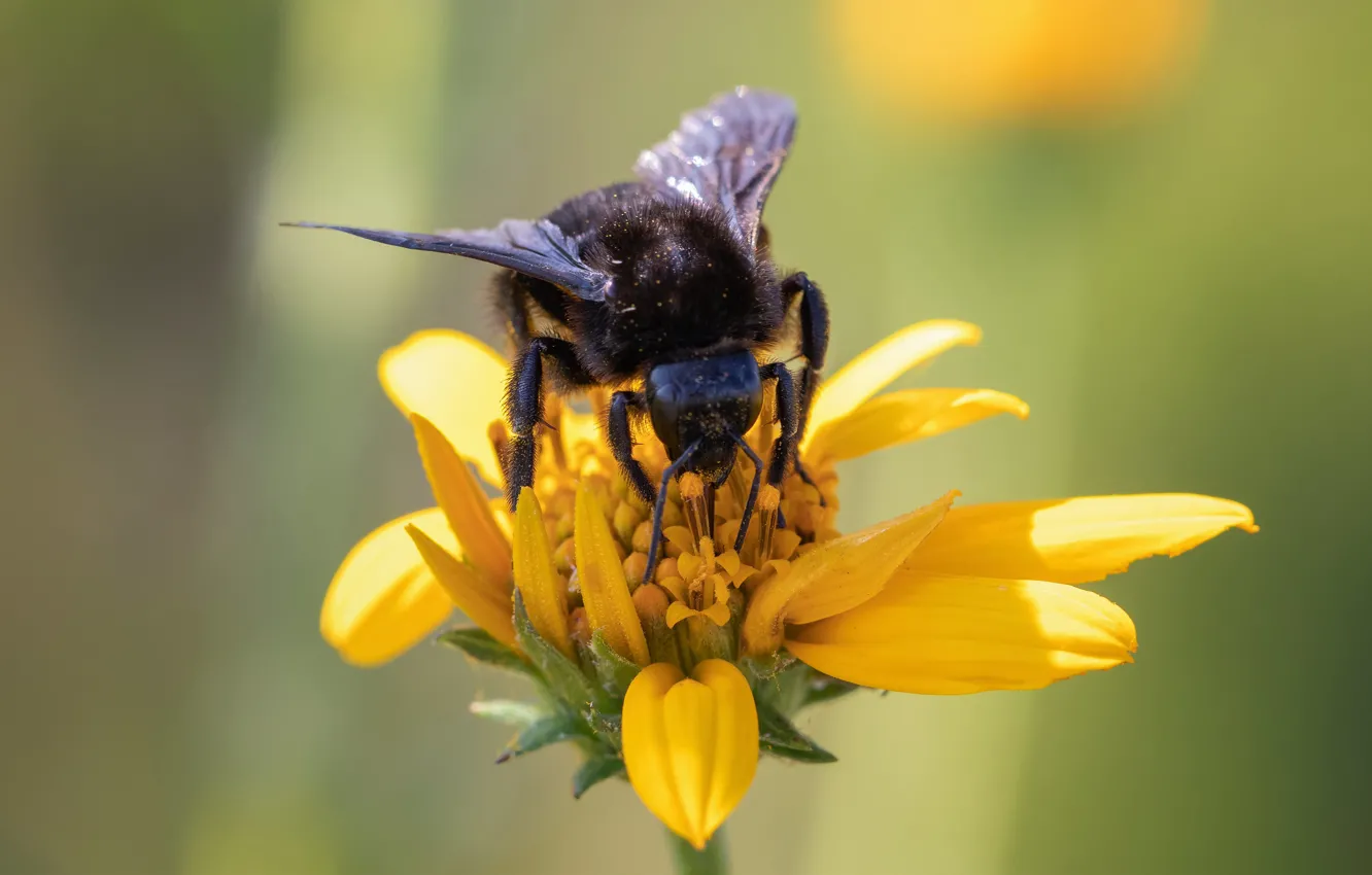 Фото обои цветок, макро, желтый, пчела, фон, шмель