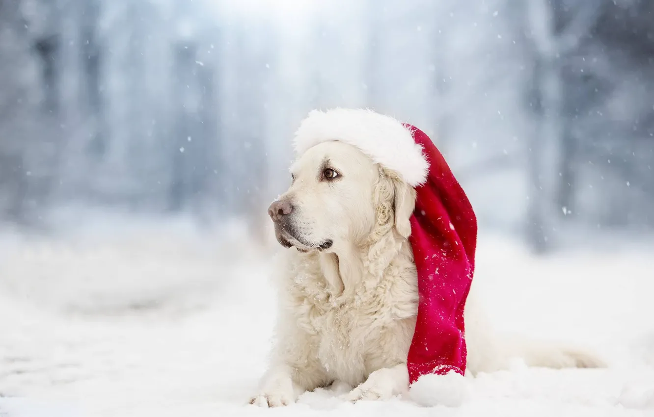 Фото обои зима, снег, собака, колпак, боке, Голден ретривер, Золотистый ретривер