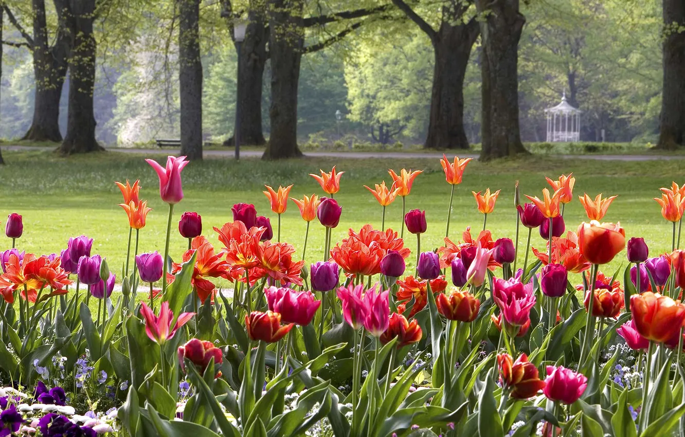 Фото обои цветы, парк, Германия, тюльпаны, клумба, Баден-Вюртемберг, Баден-Баден
